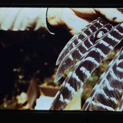 Hand on wing feathers