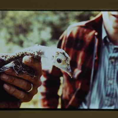 Turkey capture, holding hen