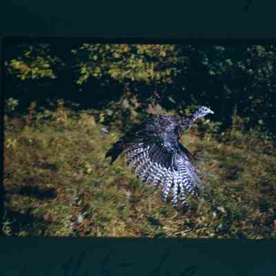 Released hen turkey in flight