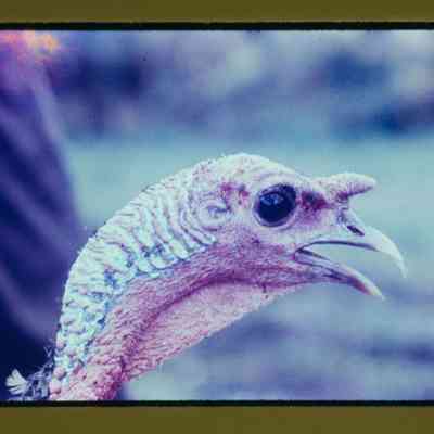 Close up of turkey head