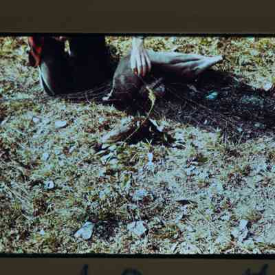 Turkey capture, small hen under net