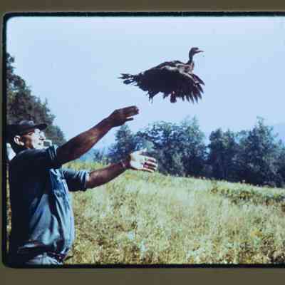 Agent releases turkey