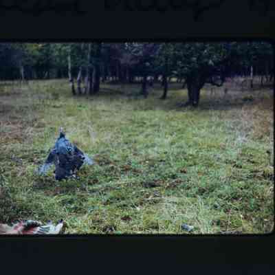 Released turkey takes flight