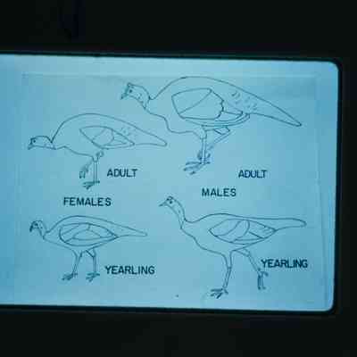 Sketches of turkeys