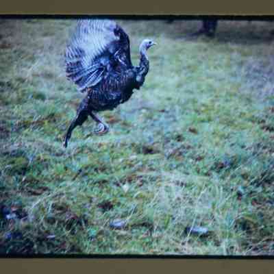 hen release - in flight