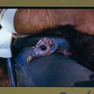 Turkey capture, hen head on leg