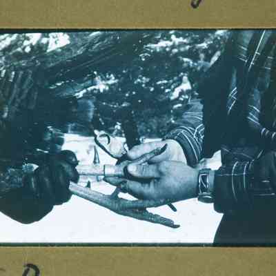 Banding wild turkey - New York State