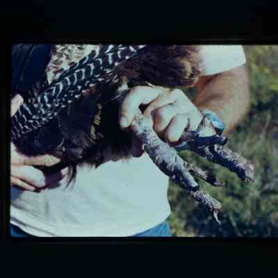 Man inspecting hen feet