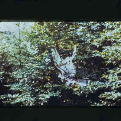 Released turkey takes flight