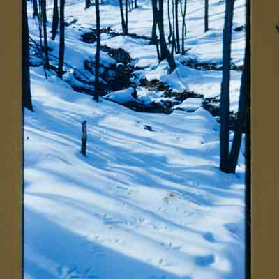 Turkey tracks in the snow