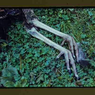 Turkey spurs in clover