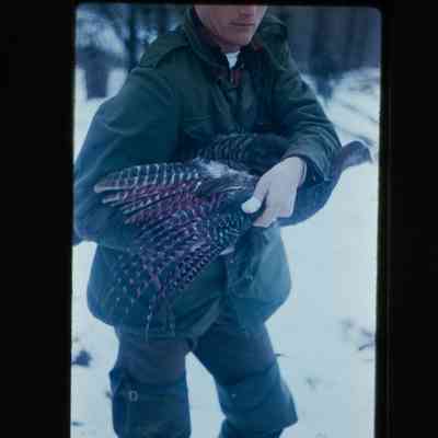 Man holding captured hen in snow