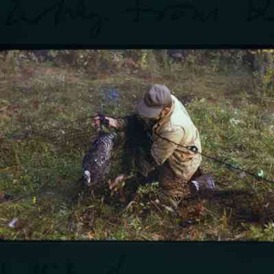 Agent inspects captured hen in net