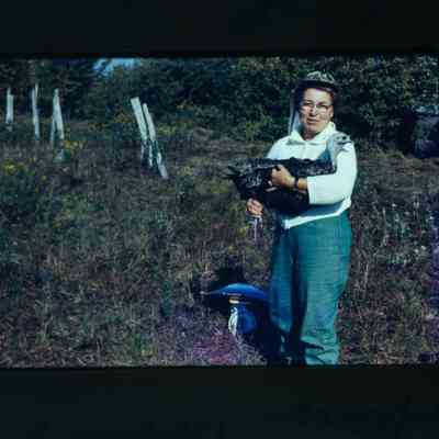 Woman holding hen turkey after weighing