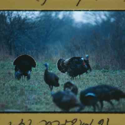 Strutting gobblers in field
