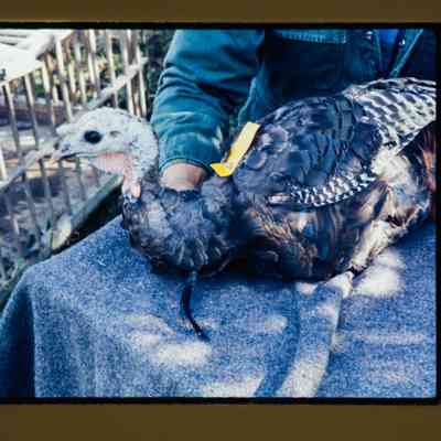 Agent inspects turkey before release