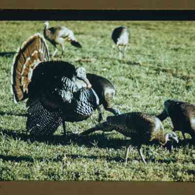 Strutting gobbler and hens in field