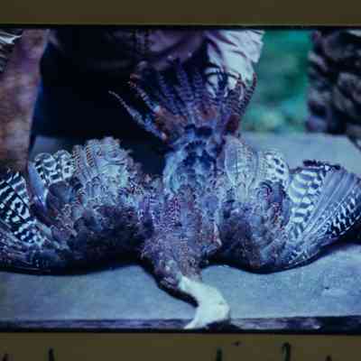 Agent inspects dead hen