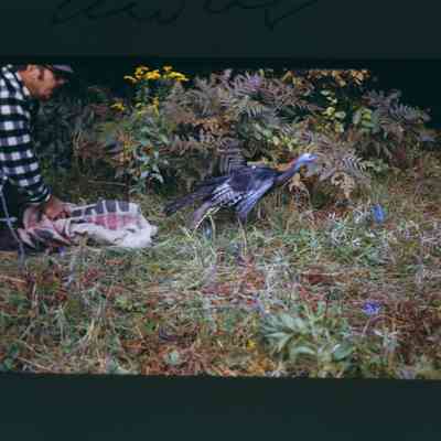 Hen released from burlap sack