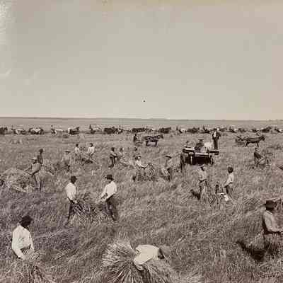 Grain Harvest