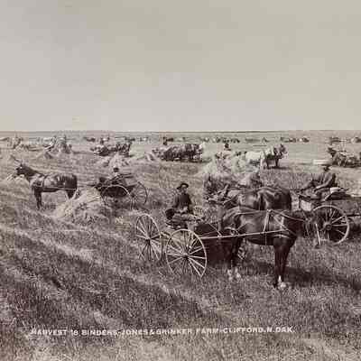 Harvest - Jones & Brinker Farm, Clifford, ND