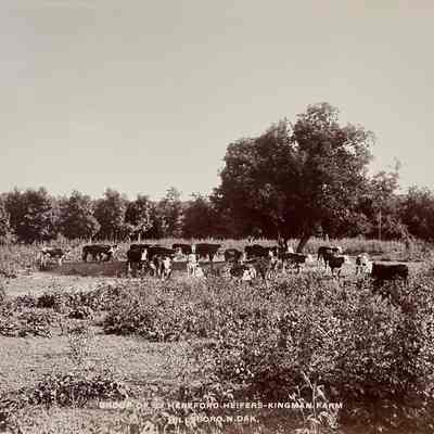 Hereford Cattle - Kingman Farm, Hillsboro, ND