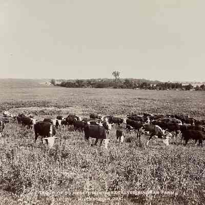 Herd of Hereford Cattle, Kingman Farm, Hillsboro, ND