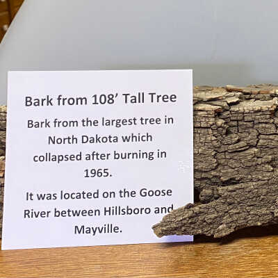 Bark from 108’ Tall Tree in Traill County