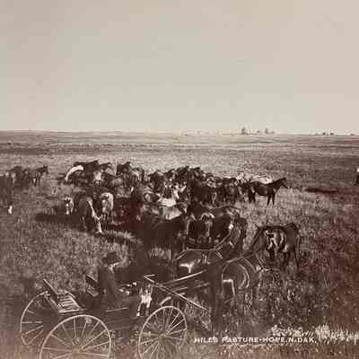 Hill's Pasture - Hope, ND