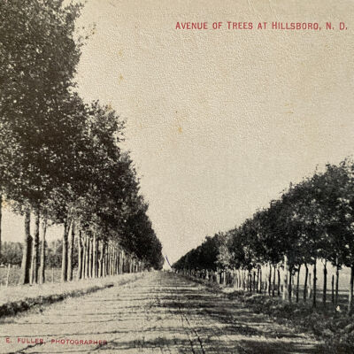 Avenue of Trees