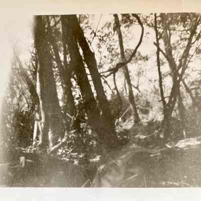Jungle in Guadalcanal