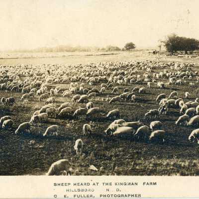 Sheep Herd at the Kingman Farm