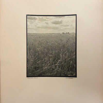 Wheat on the Jahr Farm, Norway Township