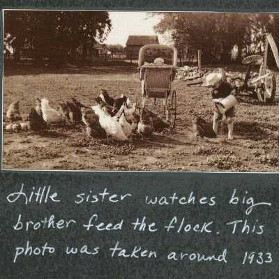 Little Boy Feeding Chickens