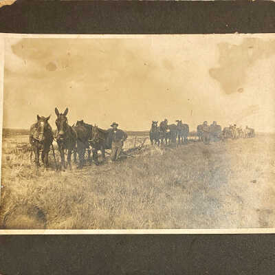 Plowing with Horse and Mules