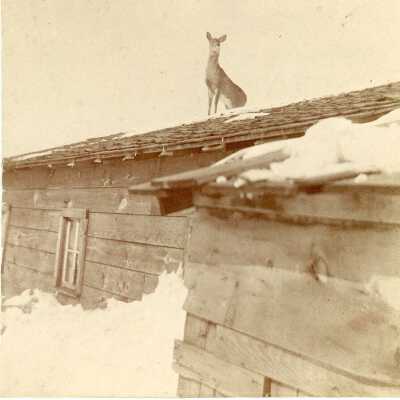 Deer on Rooftop of Shed