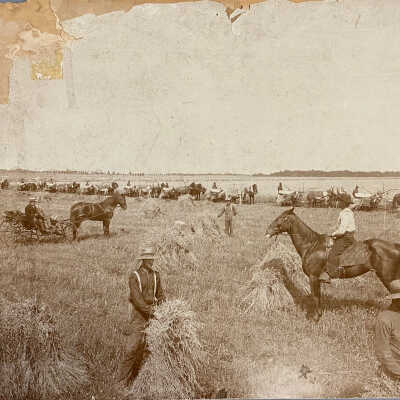 Reaping on the Kingman Bonanza Farm