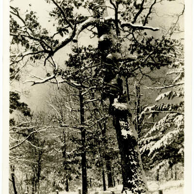 Winter on Signal Mountain