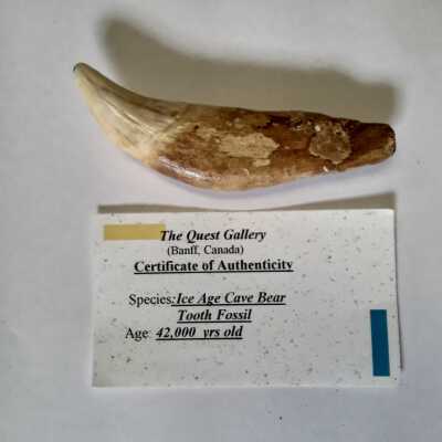Cave Bear Tooth