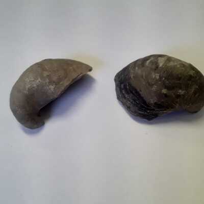 Fossilized Devils Claw