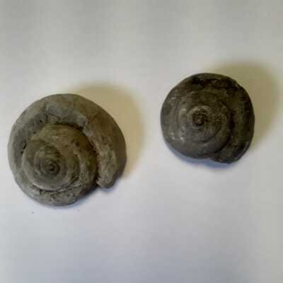 Oregon Coast Fossil Snail