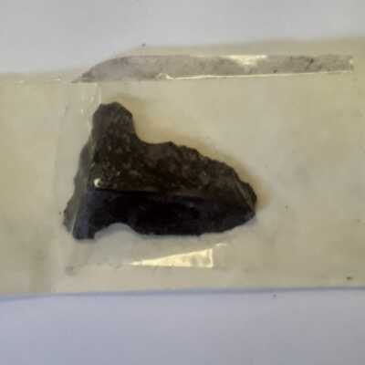 Bird ArrowHead