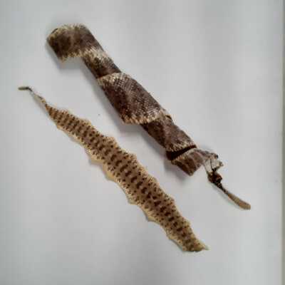 Snake Skin Cured