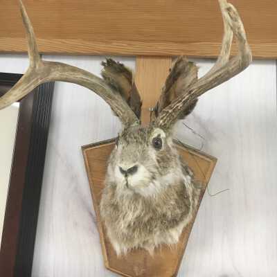 Jackalope
