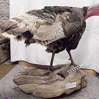 Mount, Specimen