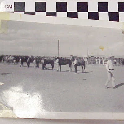 Horace Sylvester 4H Show Judging