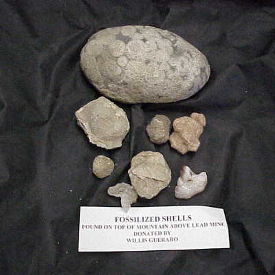 Fossil