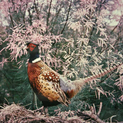 Pheasant near Mesquite