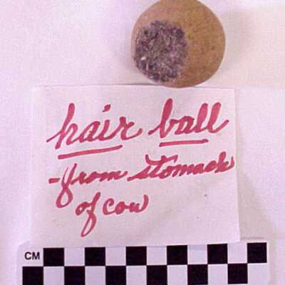 Specimen, Animal