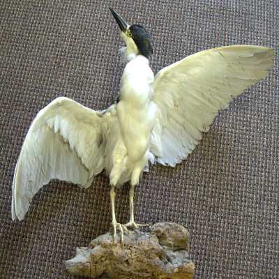 Mount, Specimen